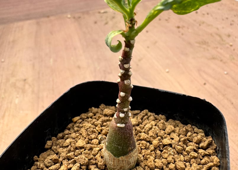 s*＊様 K1 実生 Adenia pechuelii アデニア　ペチュエリー s*＊様 K1 実生 Adenia pechuelii アデニア ペチュエリー Adenia