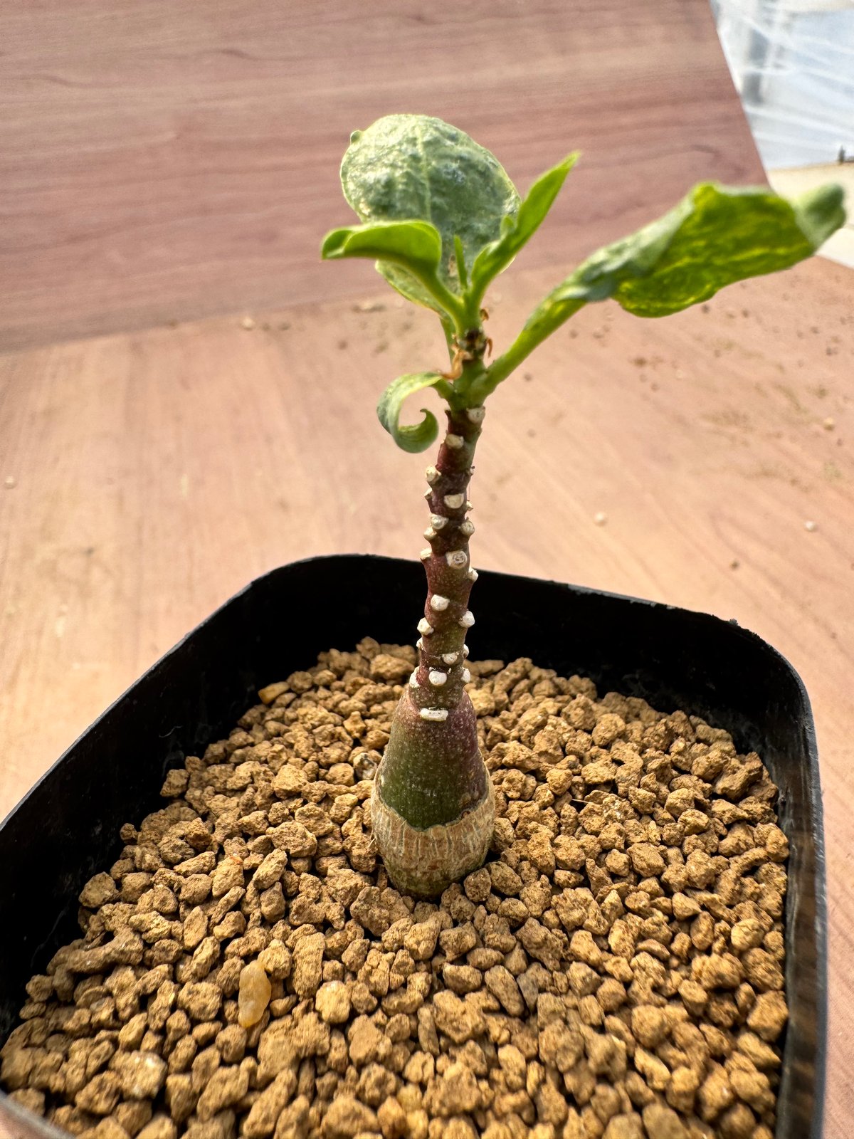 アデニア・ペチュエリー 実生 Adenia pechuelii | HOIKAWA CACTU