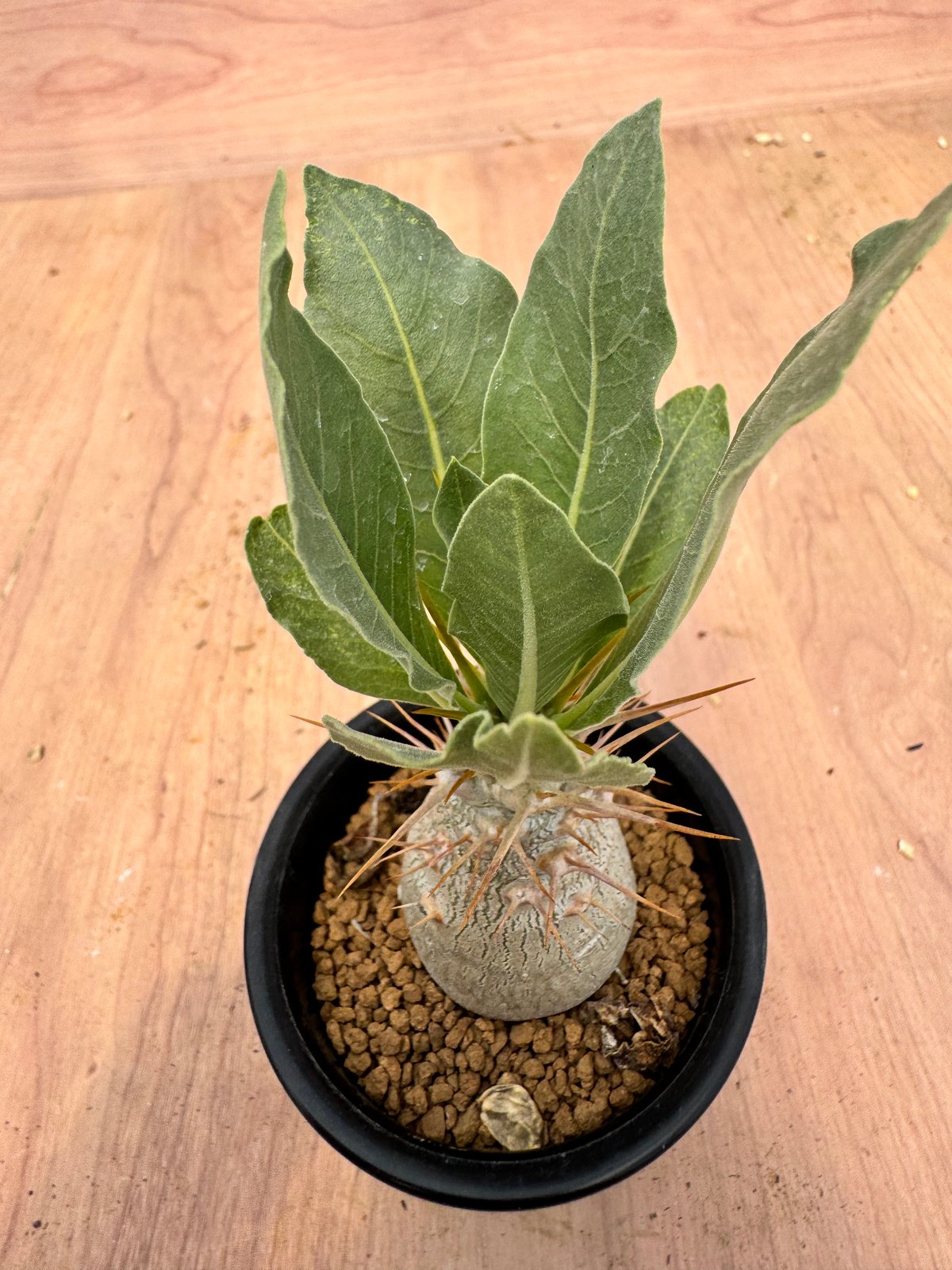種子 100粒 パキポディウム レアリー Pachypodium lealii Amazon｜【現品限り】パキポディウム・レアリー【B34
