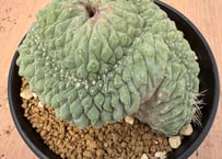 菊水　綴化　モンスト サボテンや多肉植物の綴化・石化・帯化ってどれが正解？モンスト