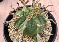 ユーフォルビア サピニー 実生 Euphorbia sapinii | HOIKAWA C