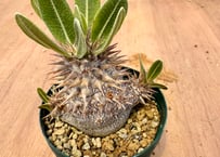 パキポディウム エブレネウム 実生 Pachypodium rosulatum v.eburn