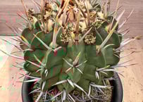 コピアポア レンベッキー 実生 Copiapoa lembkei | HOIKAWA CACT