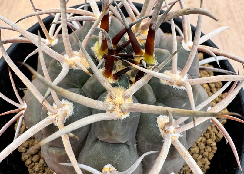 ギムノカリキュウム 守金魔天竜 実生 Gymnocalycium mazanense | HO