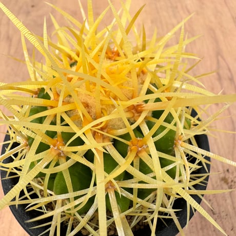 エキノカクタス | STORES