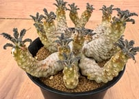 サピニー ユーフォルビア 実生① サピニー ユーフォルビア 実生① ユーフォルビア サピニー