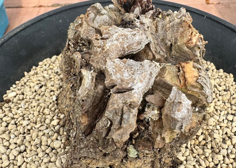 ディオスコレア・ヘミクリプタ 銀葉亀甲竜 Dioscorea hemicrypta | HOI
