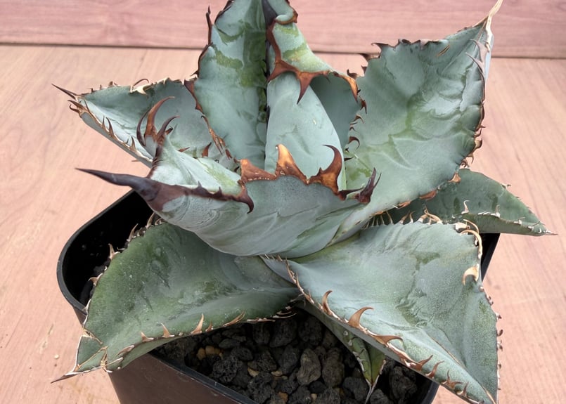 アガベ ビースト Agave titanota | HOIKAWA CACTUS GARDEN