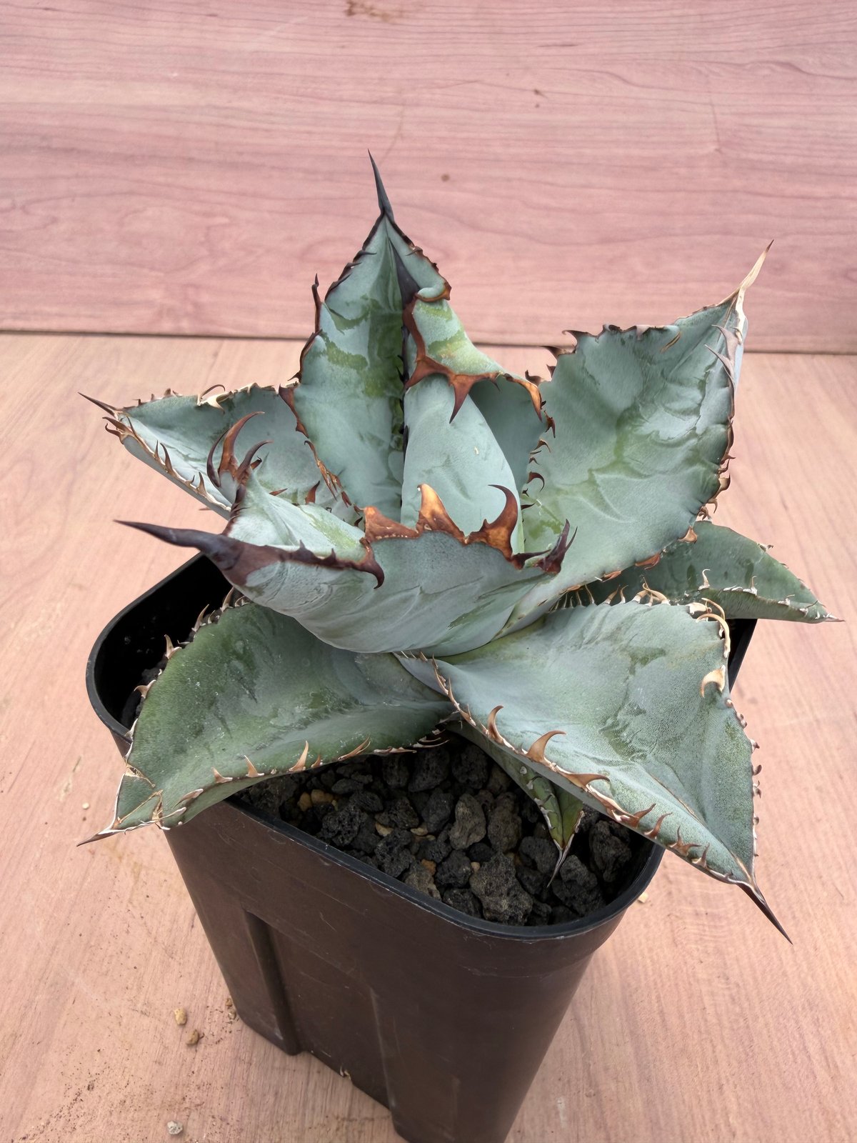 アガベ ビースト Agave titanota | HOIKAWA CACTUS GARDEN
