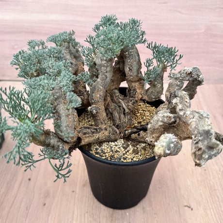 モンソニアムルチフィダ | STORES