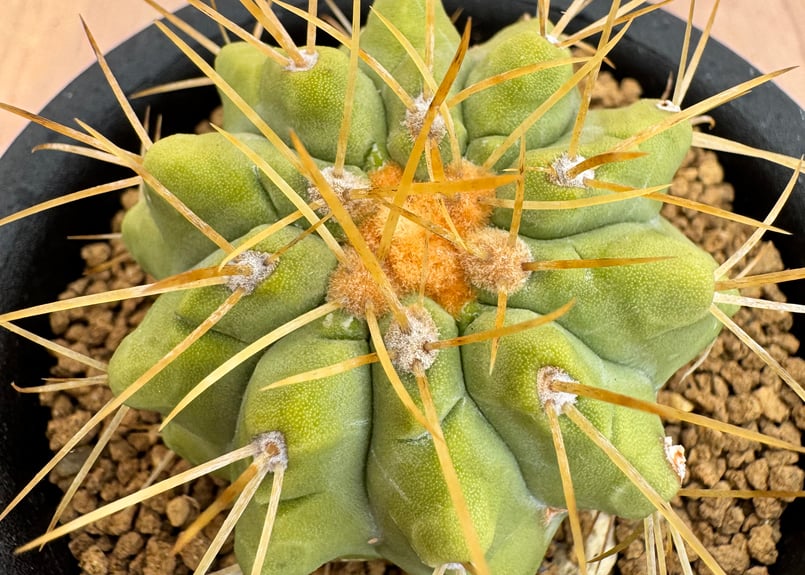 コピアポア　ハセルトニアナ　実生　逆鱗丸　鉢ごと コピアポア ハセルトニアナ 実生 Copiapoa Haseltoniana 逆鱗丸
