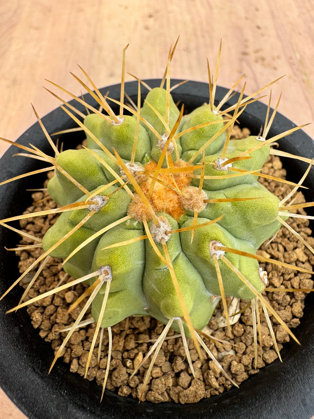Copiapoa ハセルトニアナ　実生株 コピアポア ハセルトニアナ 実生 Copiapoa Haseltoniana 逆鱗丸 | HO