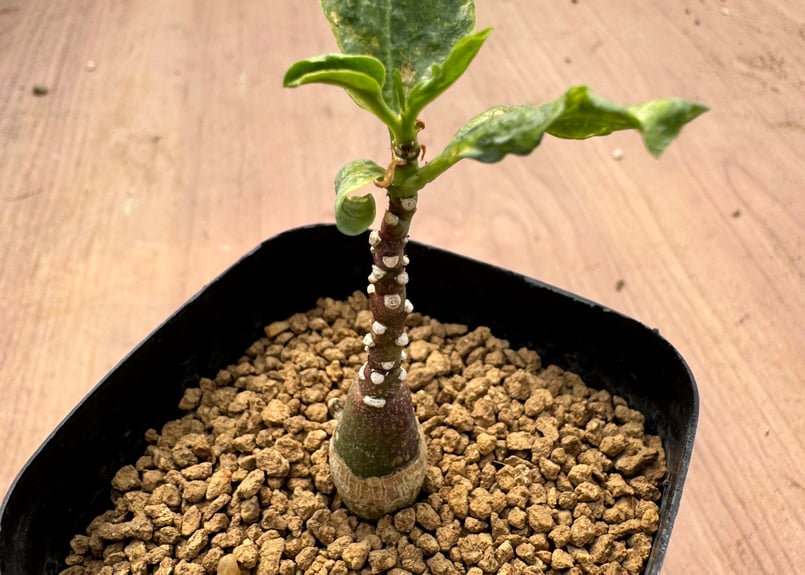 アデニア・ペチュエリー 実生 Adenia pechuelii | HOIKAWA CACTU