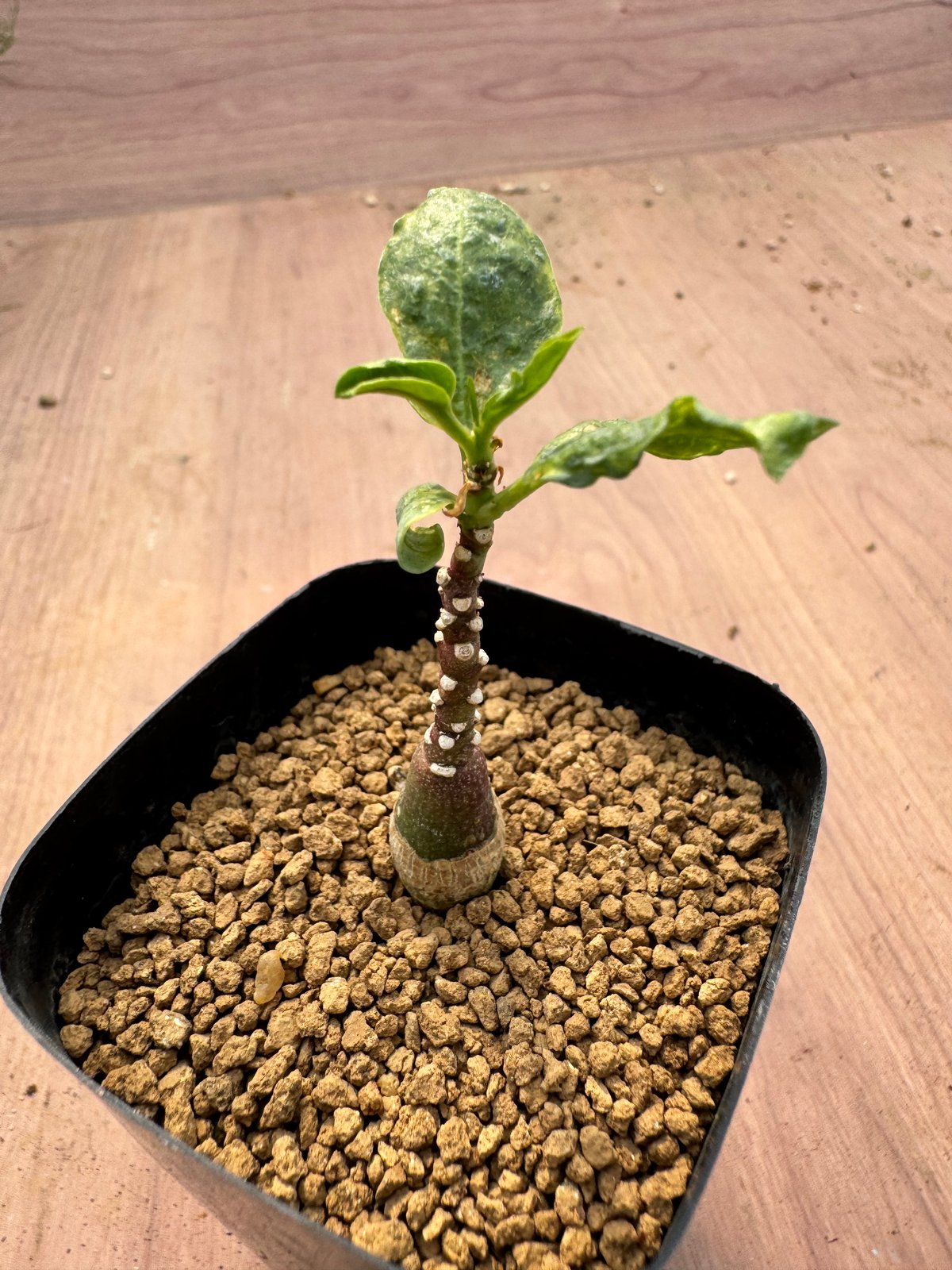 アデニア・ペチュエリー 実生 Adenia pechuelii | HOIKAWA CACTU