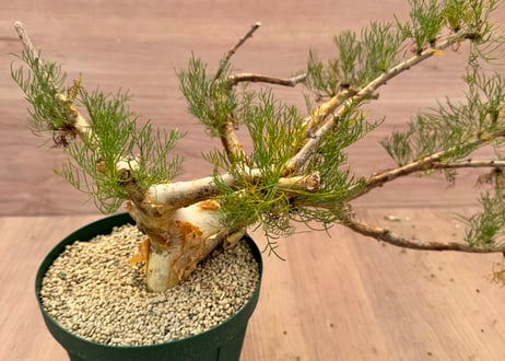 コミフォラ・クラウセリアナ（＃） Commiphora kraeuseliana