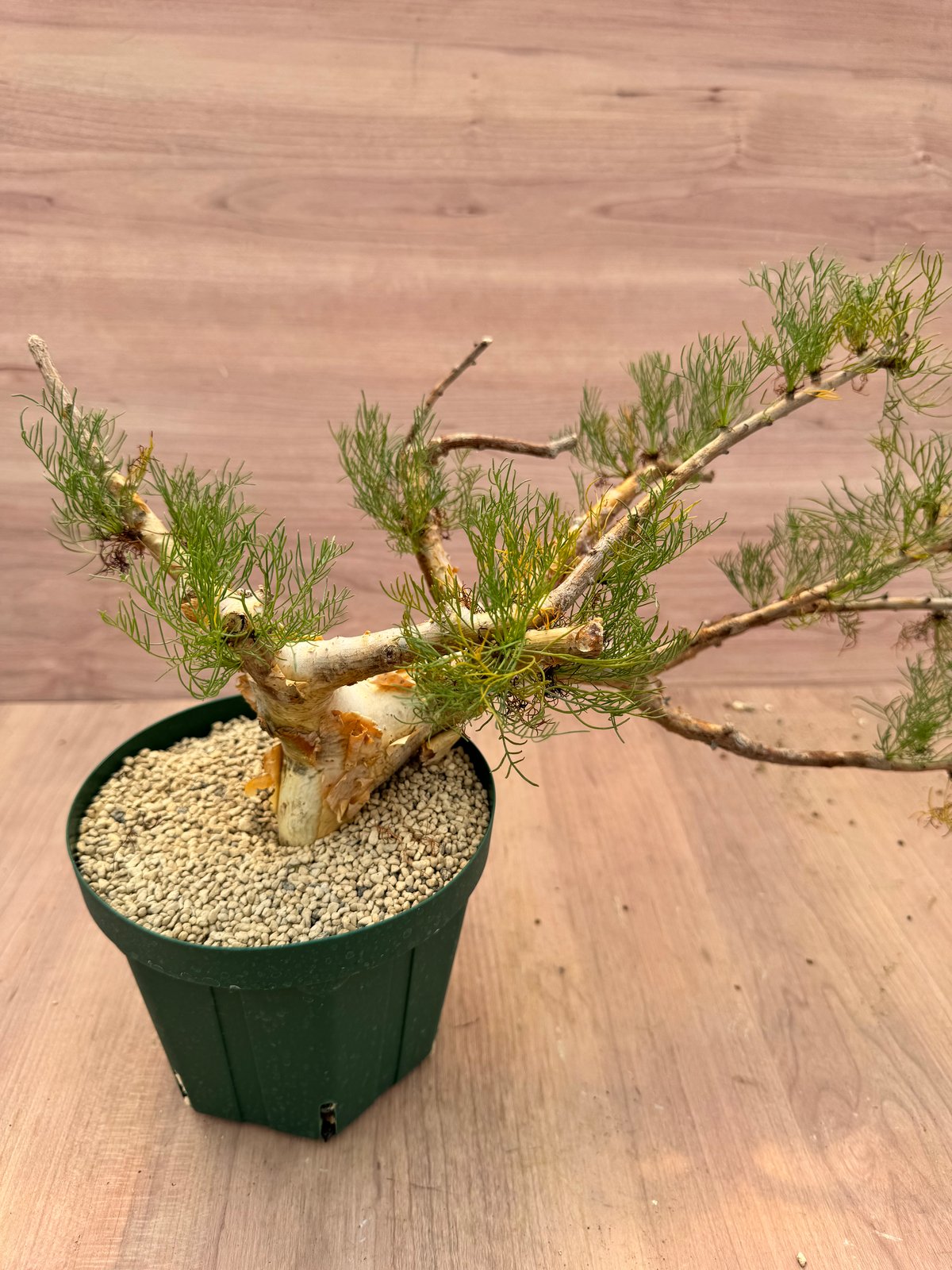 コミフォラ・クラウセリアナ（＃） Commiphora kraeuseliana | HOIK