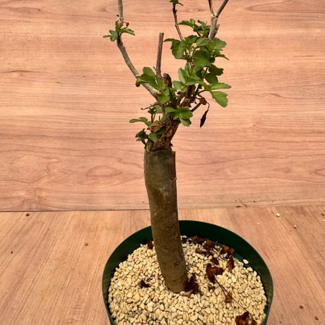 ブルセラ | STORES