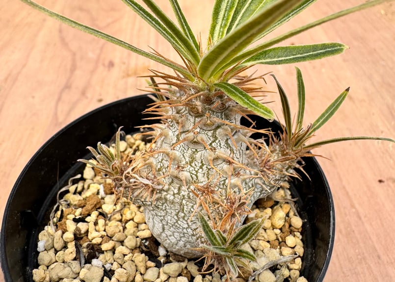 パキポディウム グラキリス 実生 Pachypodium rosulatum v.gracil