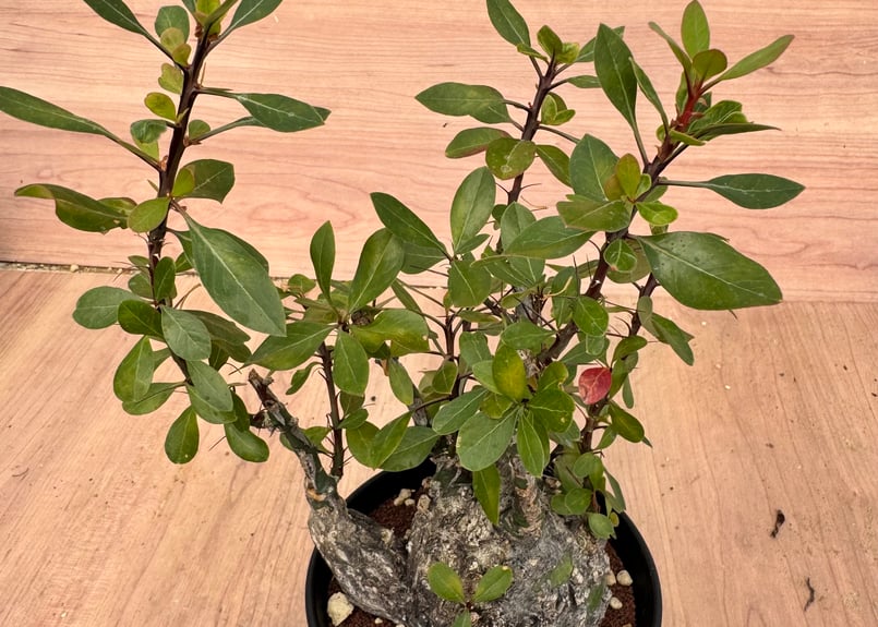 フォークイエリア・ファシクラータ（＃）Fouquieria fasciculata | HOI