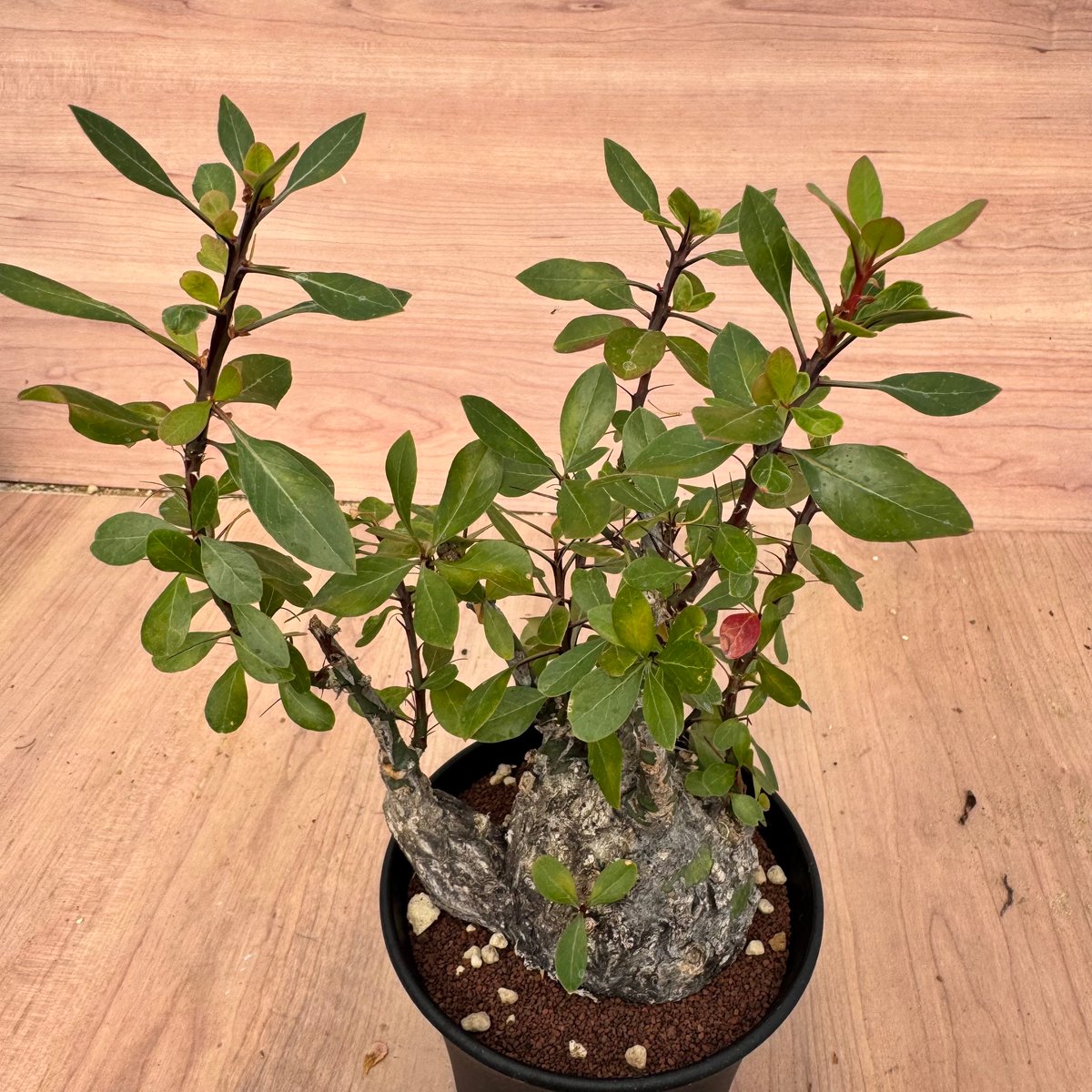 Fouquieria fasciculata フォークイエリア ファシクラータ フォークイエリア・ファシクラータ（＃）Fouquieria fasciculata | HOI