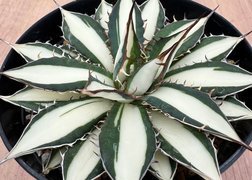 アガベ ホリダ錦 白中斑 Agave horrida varieg. | HOIKAWA CA