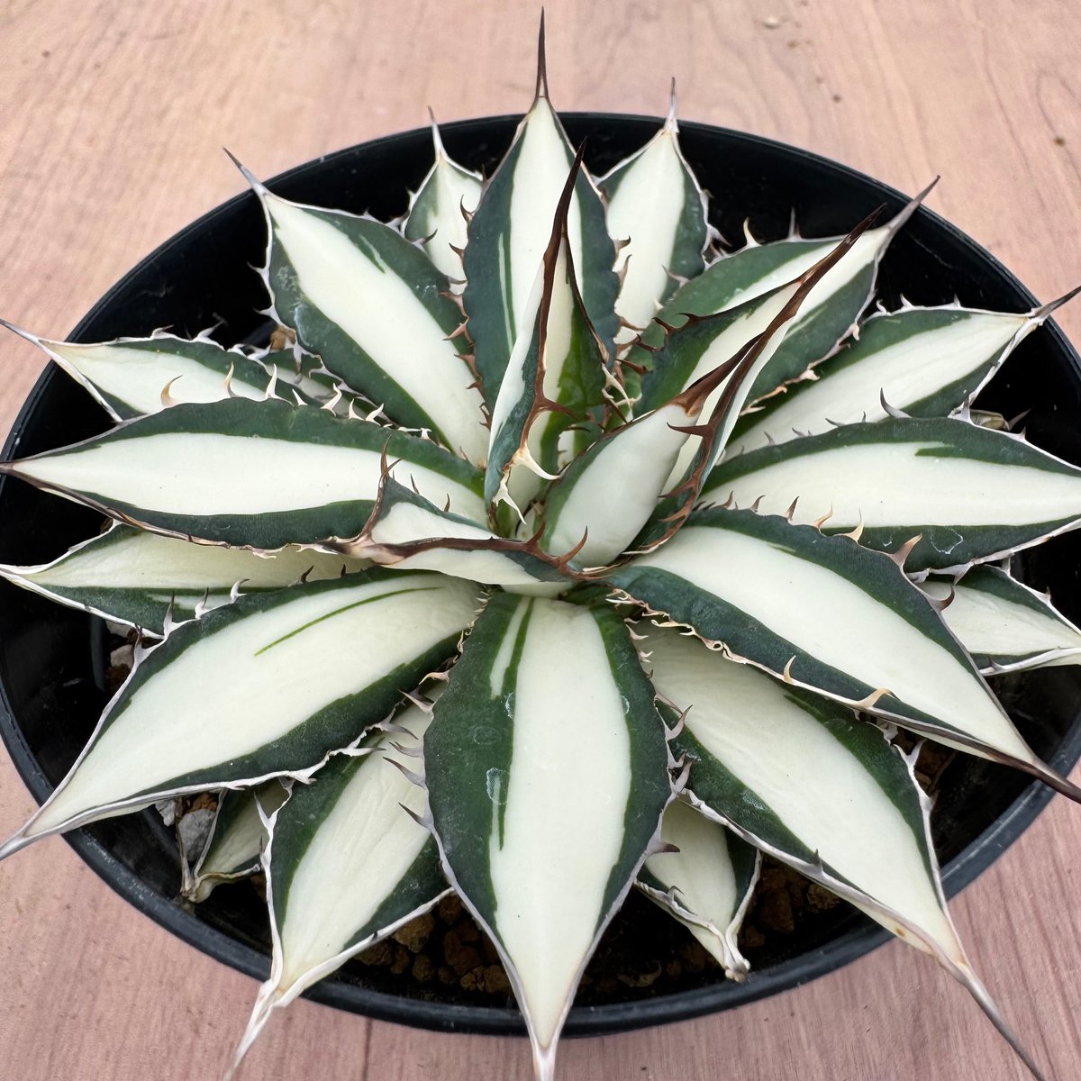 アガベ ホリダ 薄中斑 アガベ ホリダ錦 白中斑 Agave horrida varieg. | HOIKAWA CA