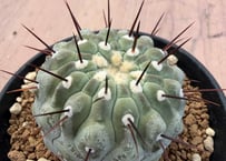 HOIKAWA CACTUS GARDEN