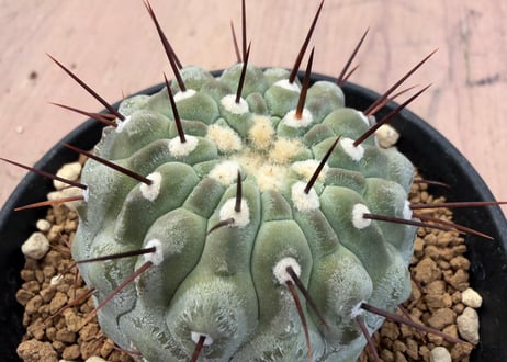 HOIKAWA CACTUS GARDEN