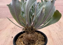 アデニア・ペチュエリー 実生 Adenia pechuelii | HOIKAWA CACTU