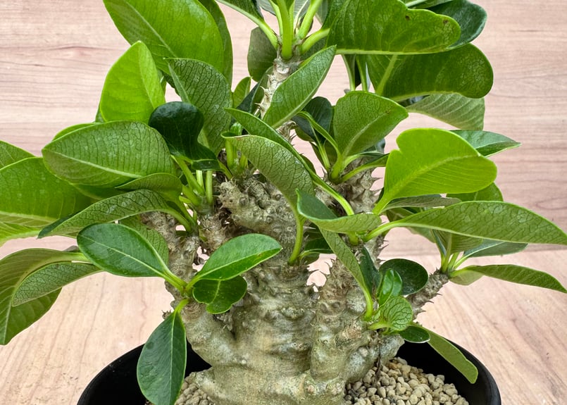 パキポディウム・ウインゾリー実生② Pachypodium Windsorii plants250522u30-247x296.jpg