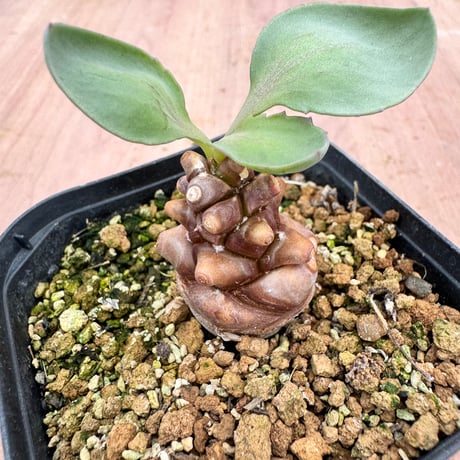 オトンナヘレー | STORES