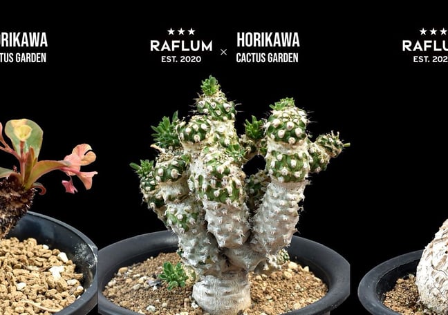 HOIKAWA CACTUS GARDEN