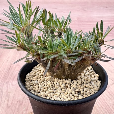 パキポディウム | STORES