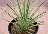 アガベ ホリダ錦 白中斑 Agave horrida varieg. | HOIKAWA CA