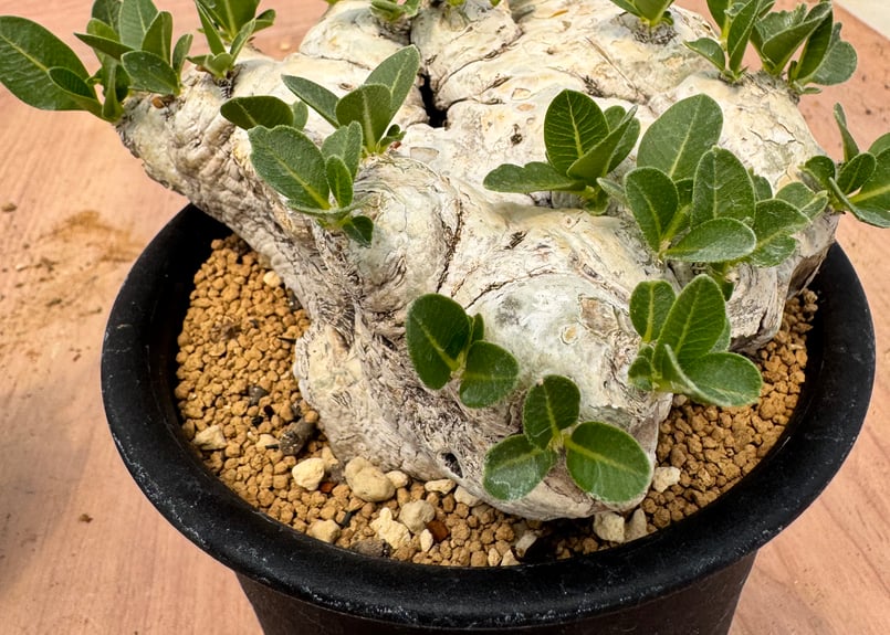 Pachypodium brevicaule パキポディウム・ブレビカウレ パキポディウム・ブレビカウレ （＃）Pachypodium brevicaule | HOIK