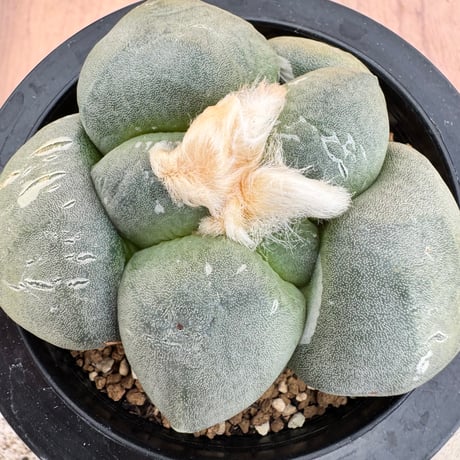 大疣連山 - 実生 アリオカルプス 大疣連山 実生 Ariocarpus fissuratus v.latus |