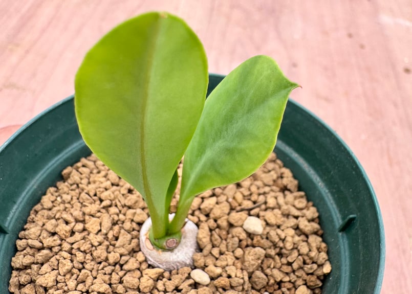 ユーフォルビア サピニー 実生 Euphorbia sapinii | HOIKAWA C