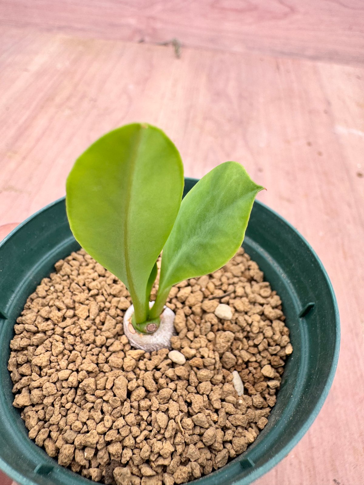 ユーフォルビア サピニー　実生 E. sapinii 実生 発芽後一月くらい。なかなか本葉も増えずで遅い