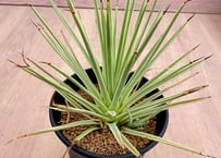 アガベ ホリダ錦 白中斑 Agave horrida varieg. | HOIKAWA CA