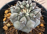 コピアポア ハセルトニアナ 実生 Copiapoa Haseltoniana 逆鱗丸 | HO