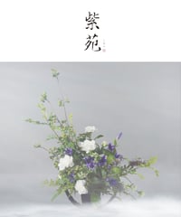 紫苑【しおん】