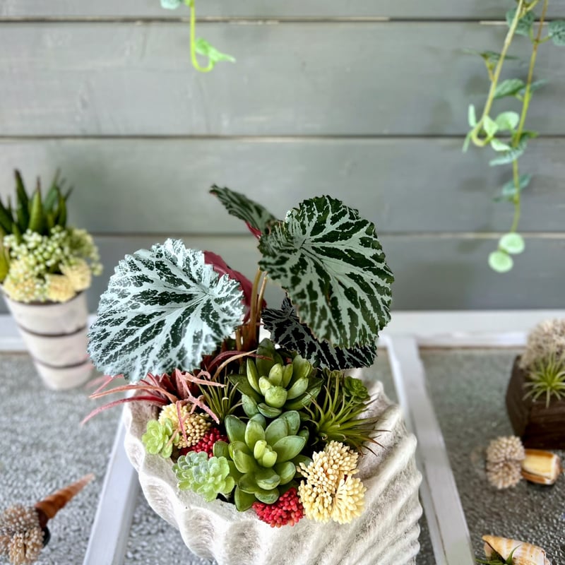 多肉ちゃんとグリーンくん愉快な仲間たちシリーズ ❇︎ ヤドカリてます