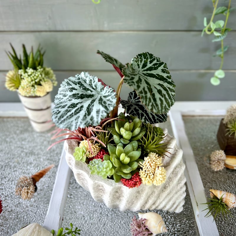 多肉ちゃんとグリーンくん愉快な仲間たちシリーズ ❇︎ ヤドカリてます