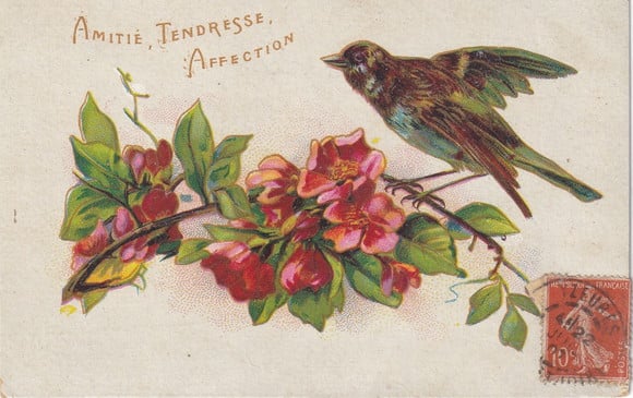 フランス アンティークポストカード 花と鳥と [s063] | shanachie