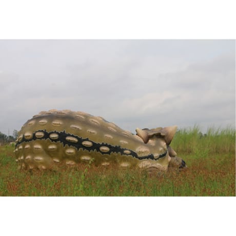 眠るアンキロサウルス / Sleeping Ankylosaurus