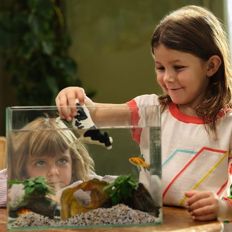 13797　ホルスタイン牛（メス）