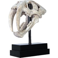 サーベルタイガーの頭骨 / Saber Toothed Tiger Skull on Base