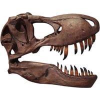 壁掛けティレックス頭骨 / Giant T-rex Skull - Wall Decor