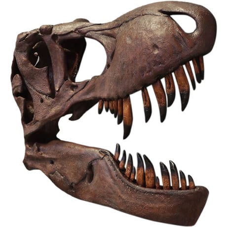 壁掛けティレックス頭骨 / Giant T-rex Skull - Wall Decor