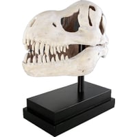 T-Rexの頭骨 / T-Rex Skull on Base